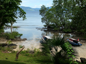 Cutting through the mangroves