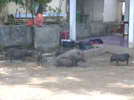 Pigs in Bunaken Village
