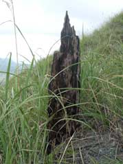 Charred tree