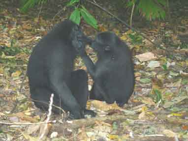 Couple of Macaques during their morning toilet