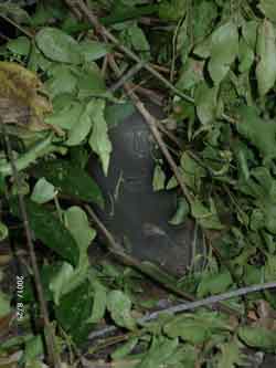 The first Black Macaque appears