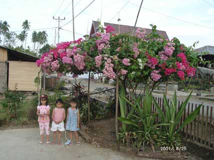 Wonderful Bouganville blossoms
