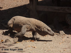 Komodo Dragon