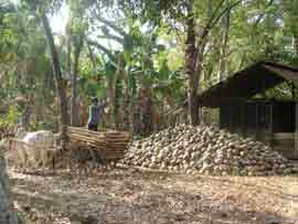 Coconut Production
