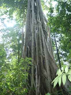 Huge Strangling Fig