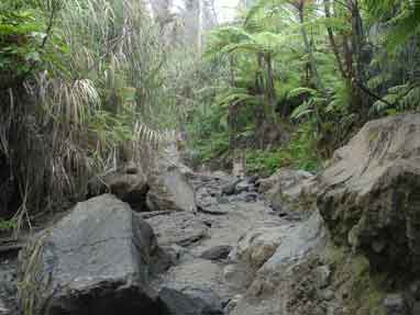 Up to the Locon through tropical flora
