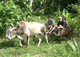 Transportation with the cart