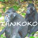 Tangkoko National Park
