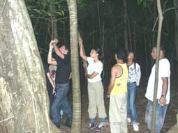 Our group taking pictures of the tharsiers