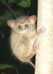 Tharsier, close-up