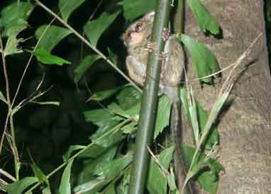 Tharsier sitting on a branch