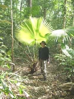 Me in front of a fan palm